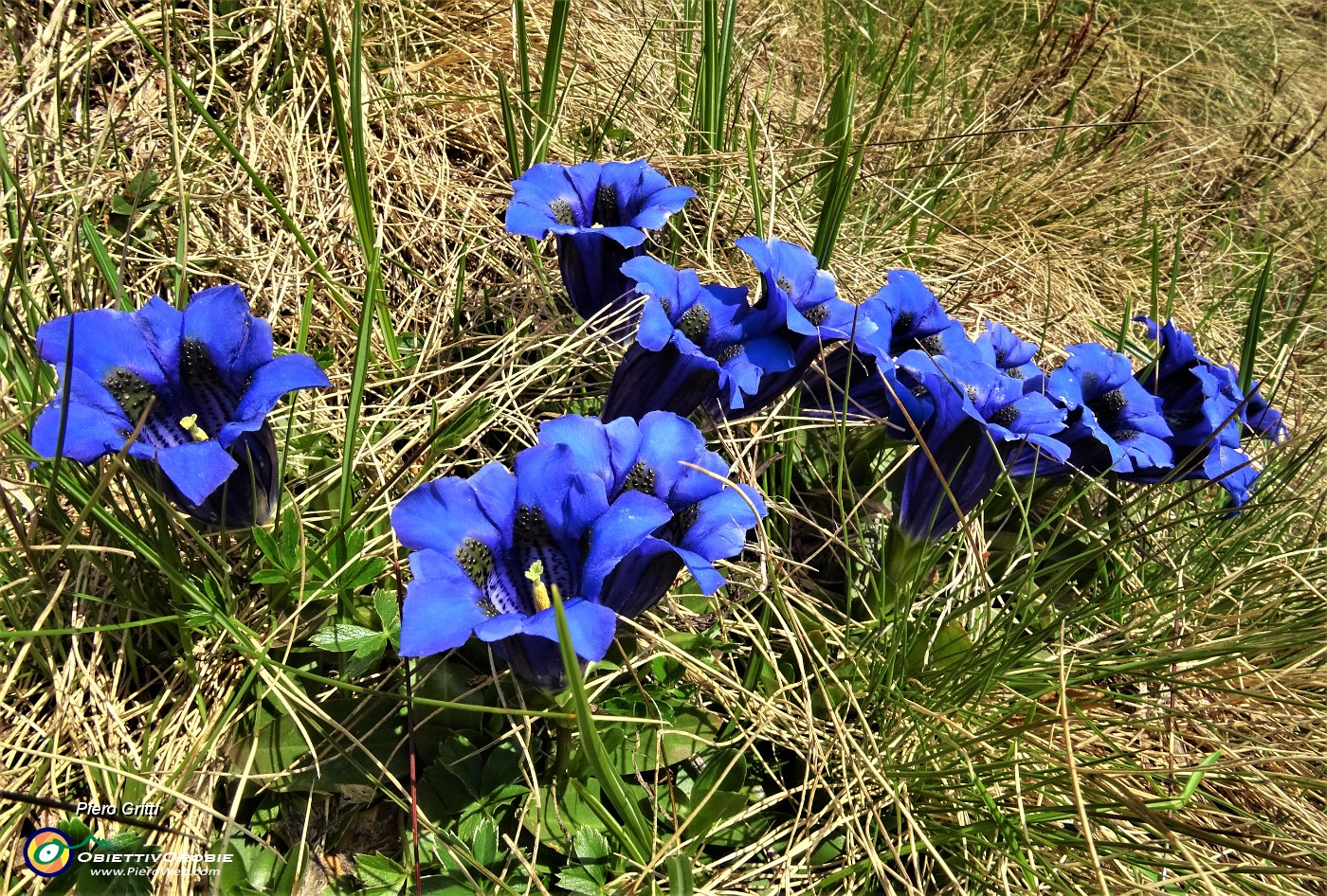 28 Genziana di Koch (Gentiana acaulis).JPG
